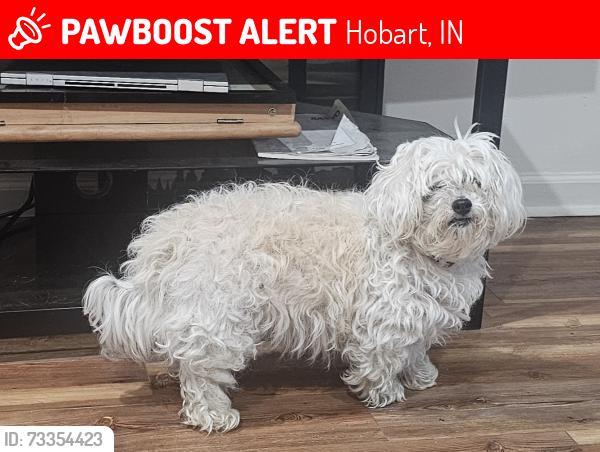 Lost Female Dog last seen Virginia Street and 42nd, Hobart, IN 46342