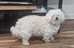 Lost Female Dog last seen Virginia Street and 42nd, Hobart, IN 46342