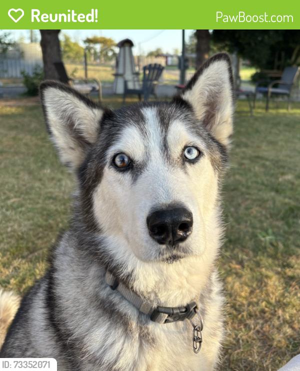 Reunited Female Dog last seen Near 16 avenue and 250 St in Aldergrove, Langley Township, BC 