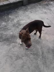 Found/Stray Female Dog last seen County Road 324, Wilson County, TX 78101