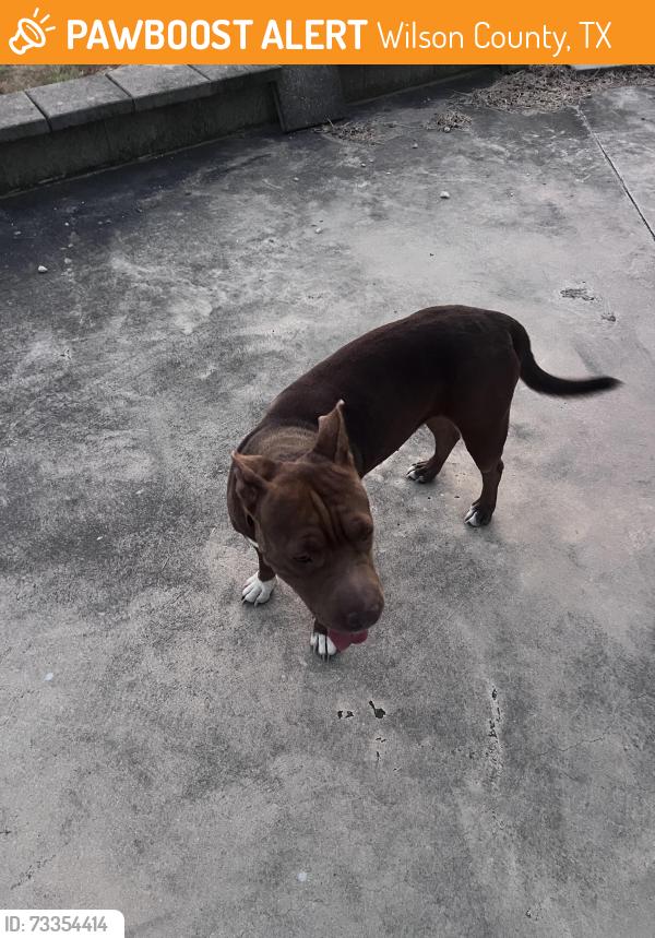 Found/Stray Female Dog last seen County Road 324, Wilson County, TX 78101