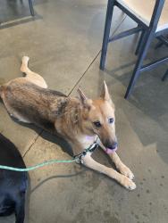Reunited Female Dog last seen Old Marshall Hwy, Woodfin, NC 28804