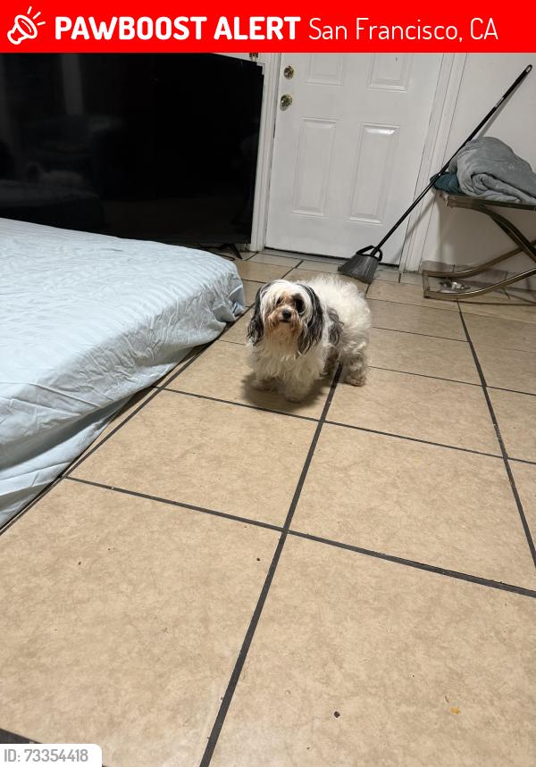 Lost Female Dog last seen San Francisco, San Francisco, CA 94102