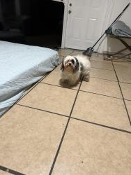 Lost Female Dog last seen San Francisco, San Francisco, CA 94102