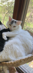 Lost Female Cat last seen Hawthorne Lane and Mount Hope Road, Okemos, MI 48864