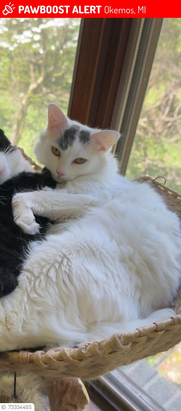Lost Female Cat last seen Hawthorne Lane and Mount Hope Road, Okemos, MI 48864