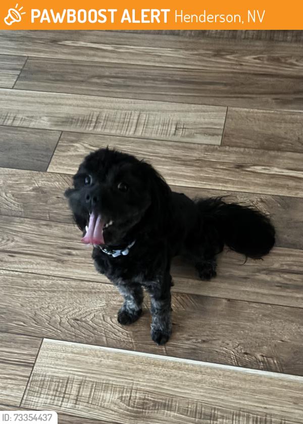 Found/Stray Male Dog last seen Tallis Hills/Monte Verdi Peak, Henderson, NV 89011