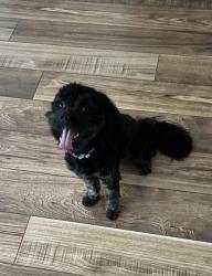 Found/Stray Male Dog last seen Tallis Hills/Monte Verdi Peak, Henderson, NV 89011
