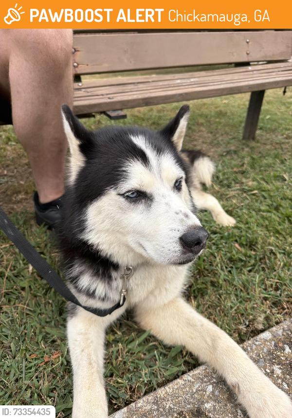 Found/Stray Unknown Dog last seen Crescent Ave, Chickamauga, GA 30707