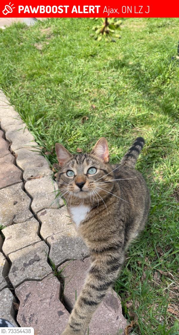 Lost Male Cat last seen Near Hibbard drive, Ajax, ON L1Z 1J7