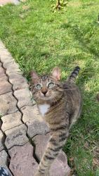 Lost Male Cat last seen Near Hibbard drive, Ajax, ON L1Z 1J7