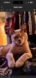 Reunited Male Cat last seen Three rivers village trailer park, Three Rivers, MI 49093