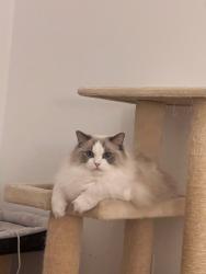 Reunited Male Cat last seen Near Bowling Green Dr, Westbury, NY 11590, USA, Westbury, NY 11590