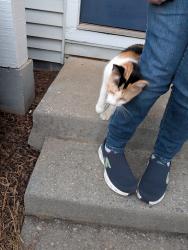 Reunited Unknown Cat last seen Sterling hills apmts, Johnson City, TN 37601