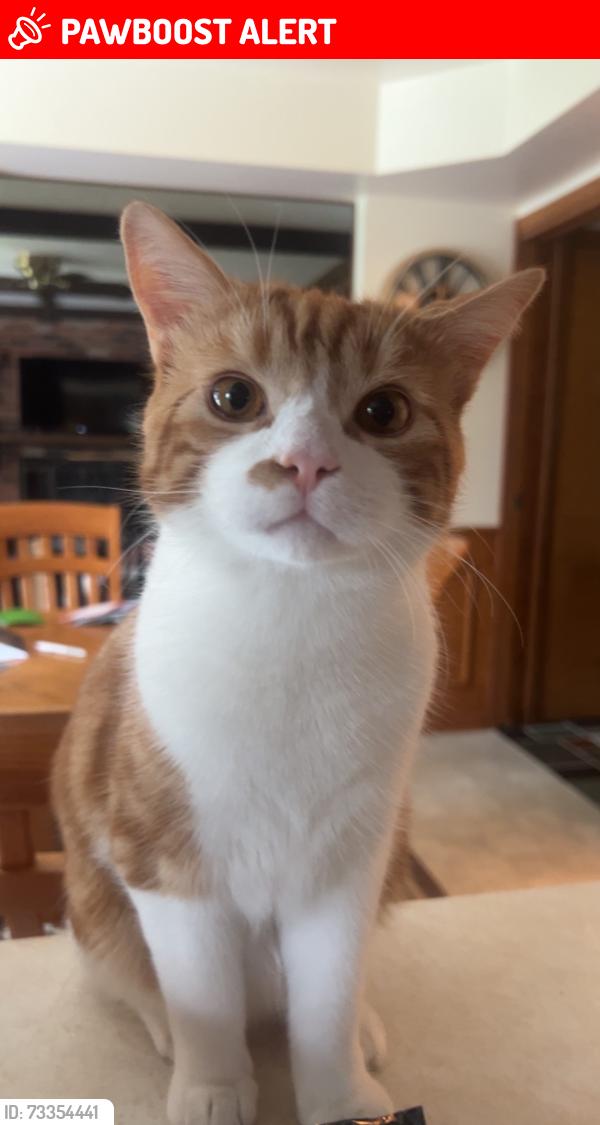 Lost Male Cat last seen In Montclair of partridge creek, Clinton Township, MI 48038