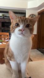Lost Male Cat last seen In Montclair of partridge creek, Clinton Township, MI 48038