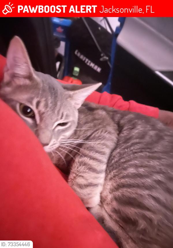 Lost Male Cat last seen Renecgny, Jacksonville, FL 32211