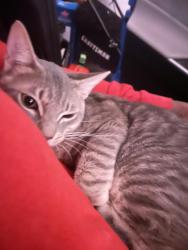 Lost Male Cat last seen Renecgny, Jacksonville, FL 32211