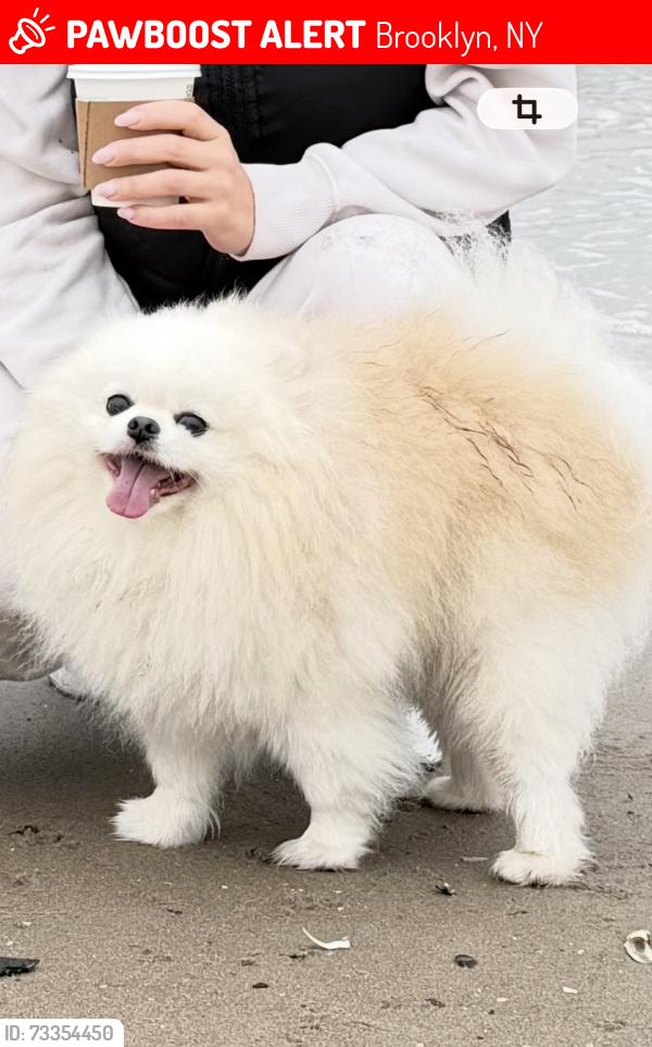 Lost Male Dog last seen Near Seacoast Terrace, Brooklyn, NY 11235