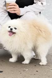 Lost Male Dog last seen Near Seacoast Terrace, Brooklyn, NY 11235