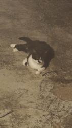 Reunited Female Cat last seen Oxford Way & Penn, The Village, OK 73120