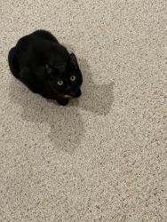 Found/Stray Male Cat last seen Woods Village Post Rd, Danvers, MA 01923