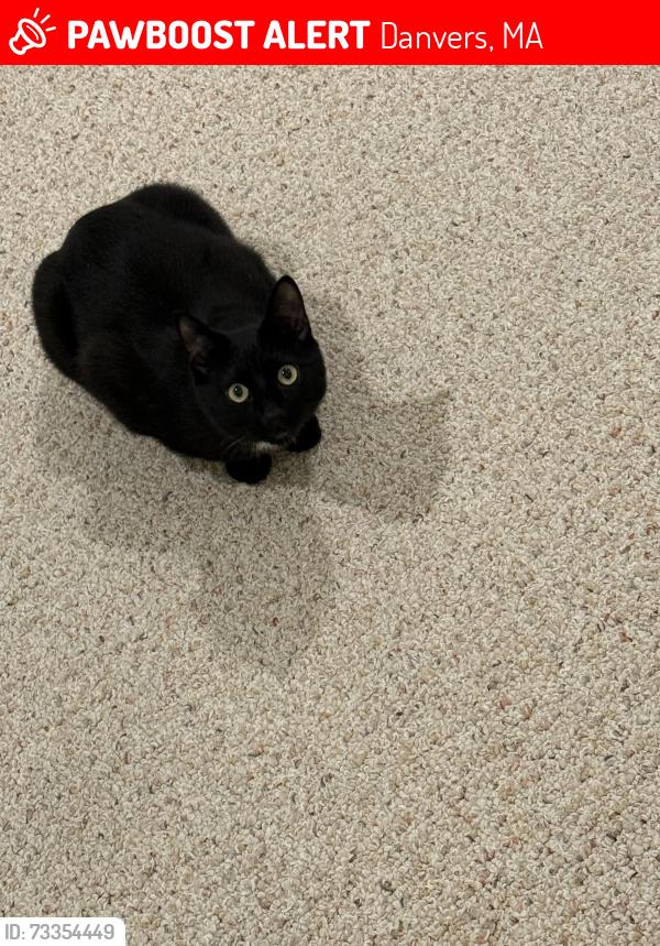 Found/Stray Male Cat last seen Woods Village Post Rd, Danvers, MA 01923