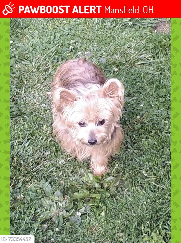 Lost Female Dog last seen Indiana Ave, Mansfield, OH 44905