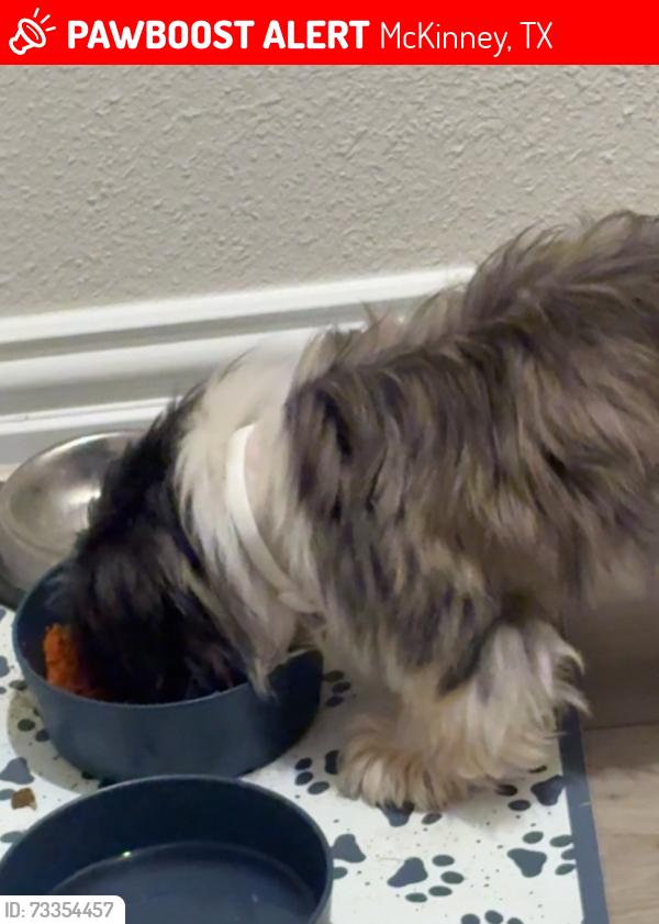 Lost Male Dog last seen Lost by the pool, McKinney, TX 75071