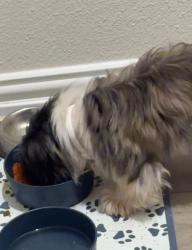 Lost Male Dog last seen Lost by the pool, McKinney, TX 75071