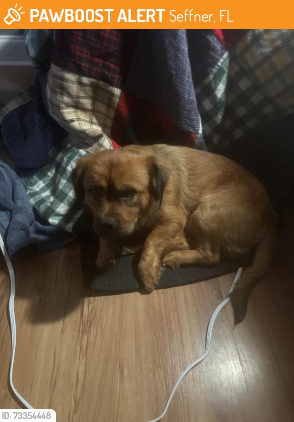 Found/Stray Male Dog last seen Near Mangan Ave Seffner, Fl, Seffner, FL 33584