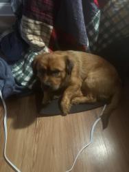 Found/Stray Male Dog last seen Near Mangan Ave Seffner, Fl, Seffner, FL 33584