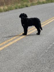 Found/Stray Unknown Dog last seen Salt Lake County Landfill, Salt Lake City, UT 84104