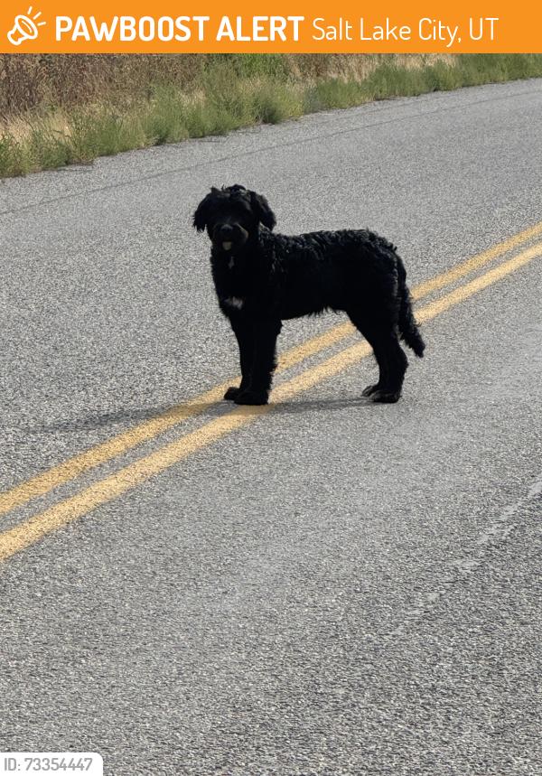 Found/Stray Unknown Dog last seen Salt Lake County Landfill, Salt Lake City, UT 84104