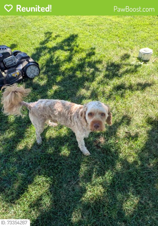 Reunited Male Dog last seen Pasadena Rd brookview Ave, Pasadena, MD 21122