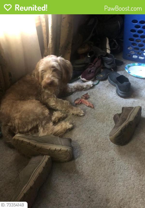 Reunited Male Dog last seen South belmont rd/corner ketch rd, Paradise Township, PA 17562