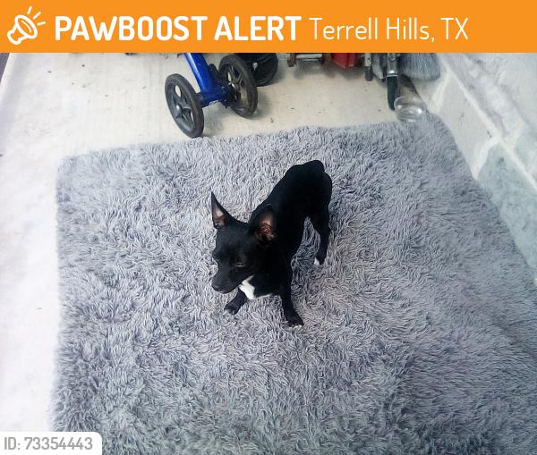 Found/Stray Female Dog last seen Broadway & Sunset Rd, Terrell Hills, TX 78209