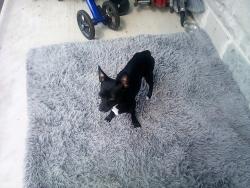 Found/Stray Female Dog last seen Broadway & Sunset Rd, Terrell Hills, TX 78209