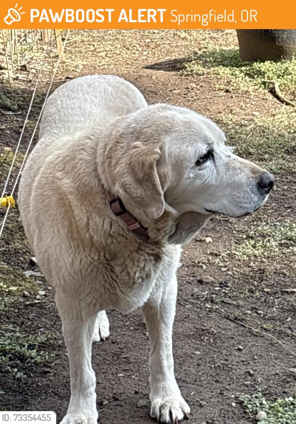 Found/Stray Unknown Dog last seen Paige elementary, Springfield, OR 97477