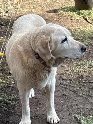 Found/Stray Unknown Dog last seen Paige elementary, Springfield, OR 97477