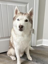 Reunited Male Dog last seen sterling ferms, Jacksonville, NC 28546