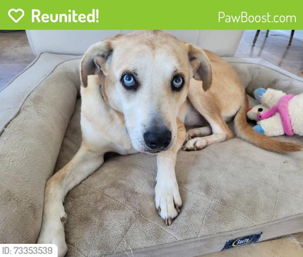 Reunited Male Dog last seen Elwood drive, Jersey Village, TX 77040