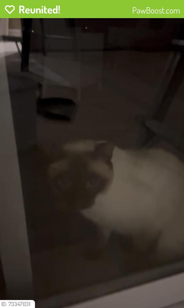 Reunited Unknown Cat last seen Highway 7 and Yonge Street, Richmond Hill, ON 