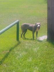 Found/Stray Unknown Dog last seen Near oaks ave, Baton Rouge, LA 70809
