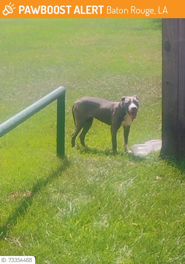 Found/Stray Unknown Dog last seen Near oaks ave, Baton Rouge, LA 70809