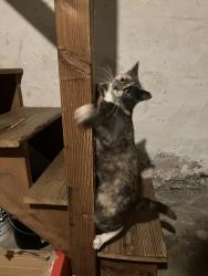 Found/Stray Female Cat last seen First Presbyterian Church, York, PA 17403