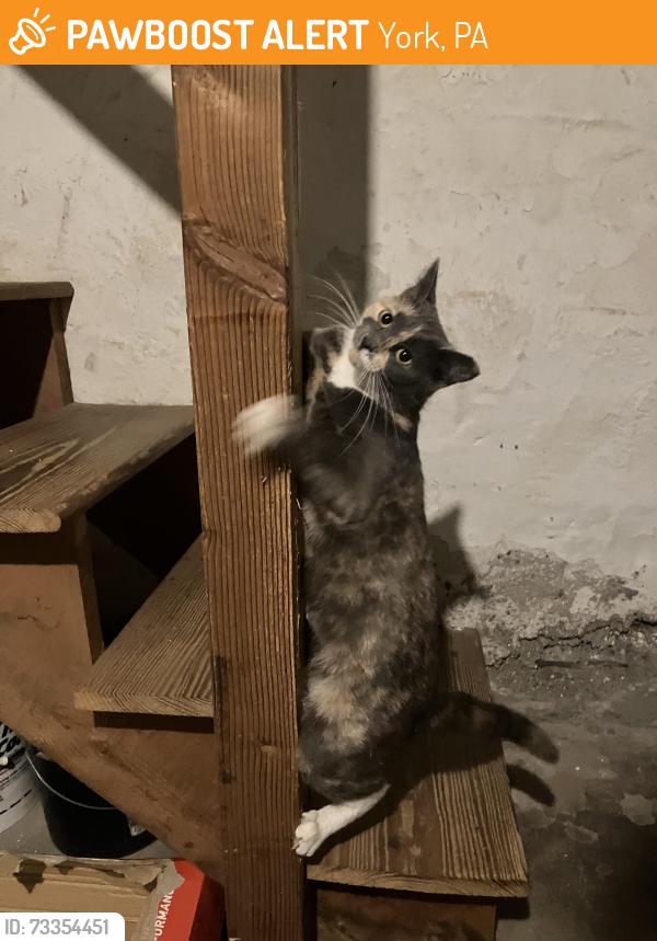 Found/Stray Female Cat last seen First Presbyterian Church, York, PA 17403