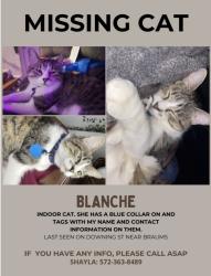 Lost Female Cat last seen Downing St, The Village, OK 73120
