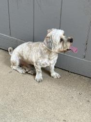 Reunited Unknown Dog last seen Near Benge Dr, Arlington, TX 76013, USA, Arlington, TX 76013
