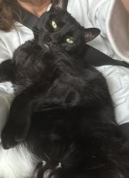 Reunited Female Cat last seen Near and Garfield, Clinton Township, MI 48036